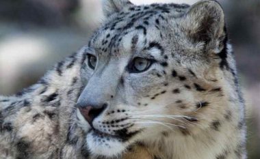 Leopardi borës jashtëzakonisht i “tejdukshëm”, në pritje të gjahut (Foto)