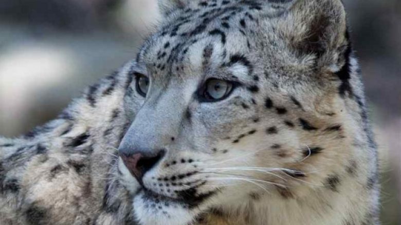 Leopardi borës jashtëzakonisht i “tejdukshëm”, në pritje të gjahut (Foto)