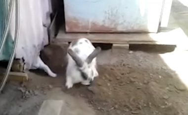 Lepuri gërmoi tokën, për të shpëtuar macen e bllokuar (Video)