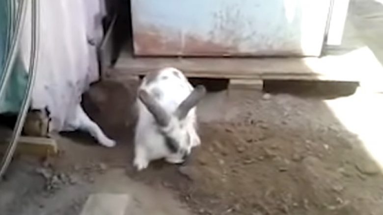 Lepuri gërmoi tokën, për të shpëtuar macen e bllokuar (Video)