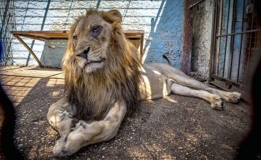 Luani i Fierit me sy të nxirë shpëtohet nga policia (Foto)