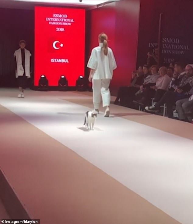 The cat became the star of a Turkish catwalk, it moved alongside the