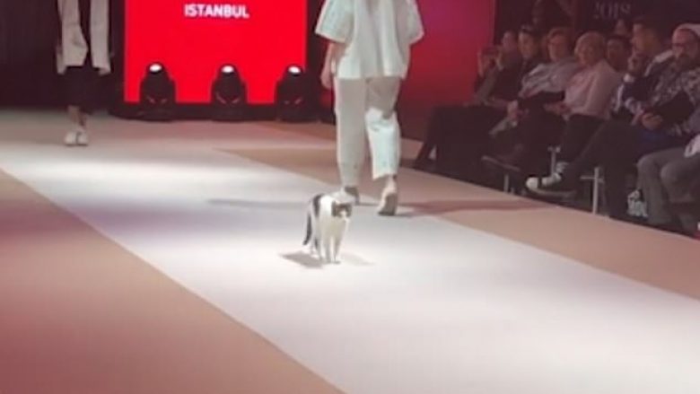 Macja u bë ylli i një pasarele turke, lëvizi krahas modeleve që parakalonin (Video)