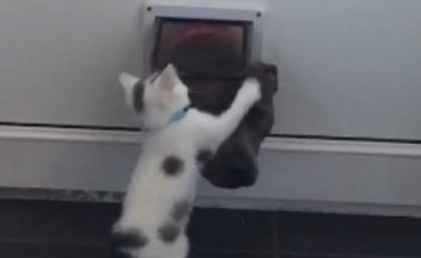 Macja e vogël ia ndaloi qenit gjigant përdorimin e hapësirës nëpër të cilën ajo qarkullon (Video)