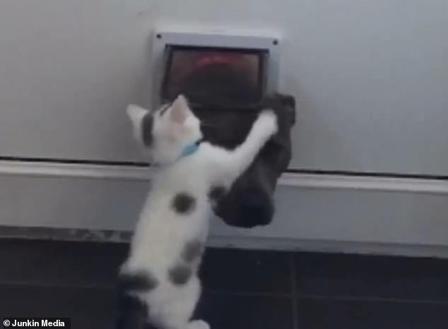 Macja e vogël ia ndaloi qenit gjigant përdorimin e hapësirës nëpër të cilën ajo qarkullon (Video)
