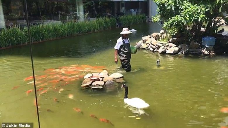 Peshqit e uritur i shkojnë pas mirëmbajtësit, bëjnë xhiro derisa iu hedhë ushqimin (Video)