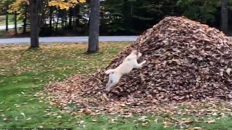 Qenushja e entuziazmuar doli prej makinës, kërceu në grumbullin e gjetheve të thara (Video)