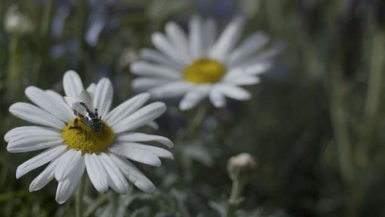 Robotë të vegjël në formë mizash, për polenizim në rast se ndodhë ‘apokalips insektesh’ (Video)