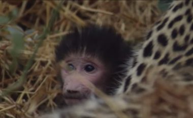 Leopardi i merr jetën majmunit, por do të prekeni me atë që bëri me të voglin e tij (Video)