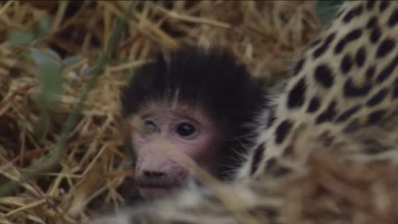 Leopardi i merr jetën majmunit, por do të prekeni me atë që bëri me të voglin e tij (Video)