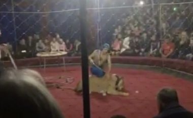 Shfaqja doli prej kontrolli, luanesha e cirkut të zymtë rus kafshoi një fëmijë (Video, +18)