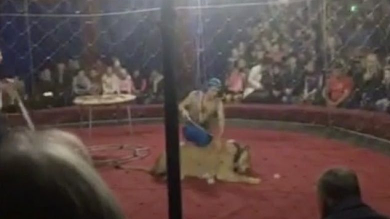 Shfaqja doli prej kontrolli, luanesha e cirkut të zymtë rus kafshoi një fëmijë (Video, +18)