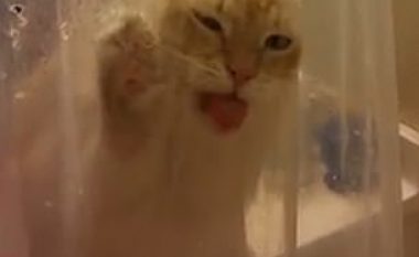 Shqeu perdet e dushit, macja e etur donte të pinte ujë (Video)