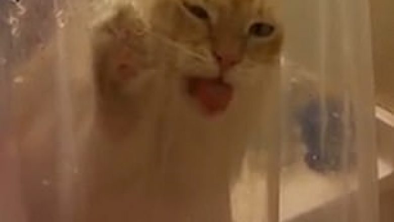 Shqeu perdet e dushit, macja e etur donte të pinte ujë (Video)