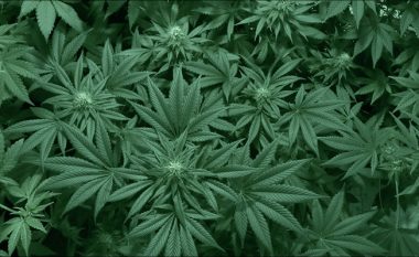 Skanimet e detajuara të fijeve në gjethen e marihuanës, prej të cilave lirohet materia dehëse (Foto)