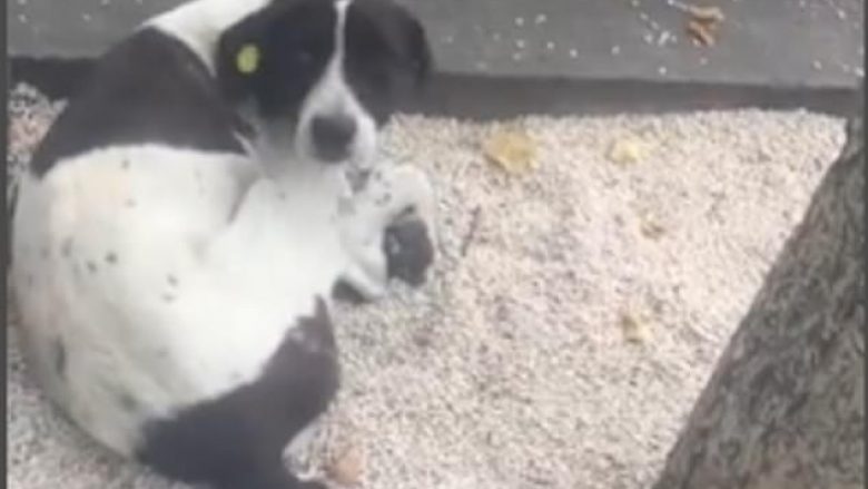 Takimi mbresëlënës i pronarit me qenin e humbur, jetoi si i pastrehë për tre vjet (Video)