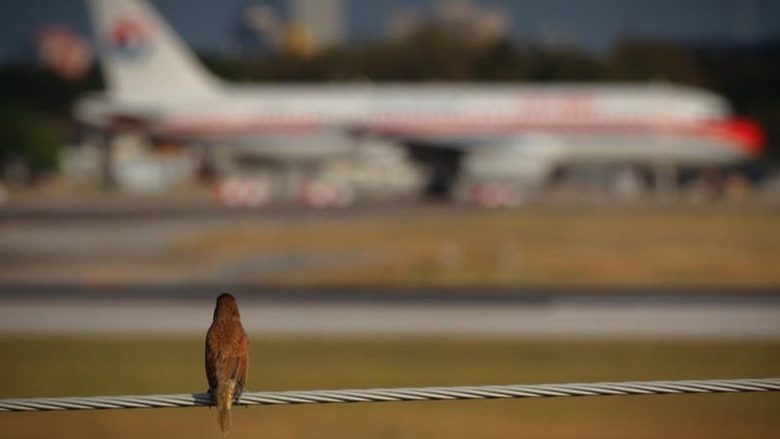 Përse zogjtë kryesisht përplasen me motorin e majtë të aeroplanëve?!