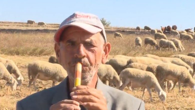 Bubaveci, fshati që ka mbi njëmijë kafshë shtëpiake (Video)