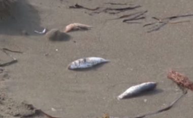 Mister në Kavajë, peshqit e ngodhur mbulojnë bregun e detit (Video)