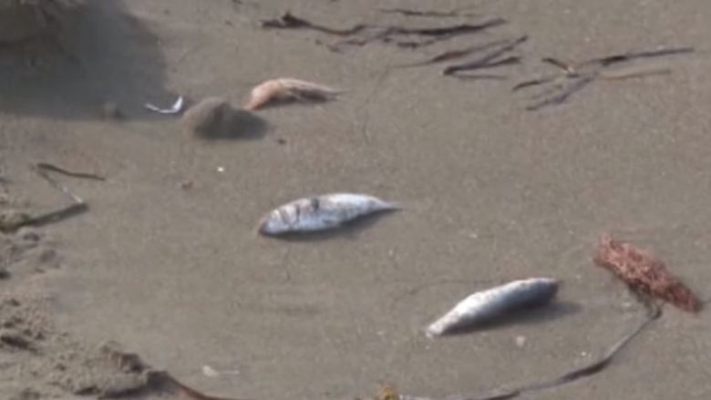 Mister në Kavajë, peshqit e ngodhur mbulojnë bregun e detit (Video)