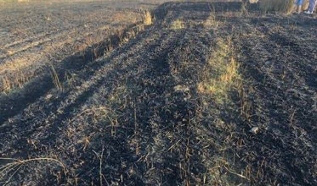 Raspberries are burning in the field - Telegraph - Telegraph