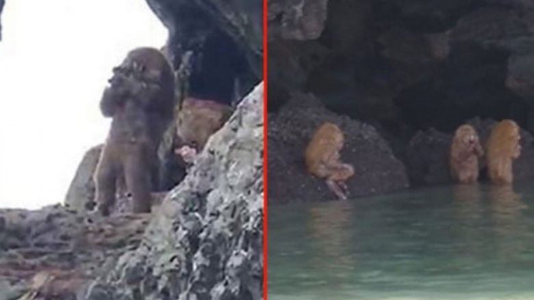 Krijesa misterioze “gjysmë njeri gjysmë majmun” filmohen në Tajlandë (Video)