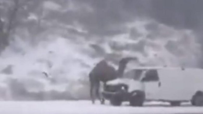 Ndodh edhe kjo, deveja në skaj të rrugëve të Filadelfisë së mbuluar nga bora (Foto/Video)