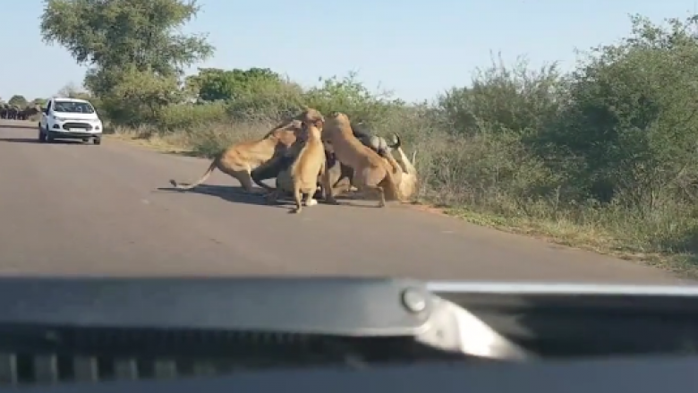 Beteja për jetë a vdekje, tufa e luaneshave rrëzojnë dhe mbysin buallin para syve të turistëve (Video, +18)