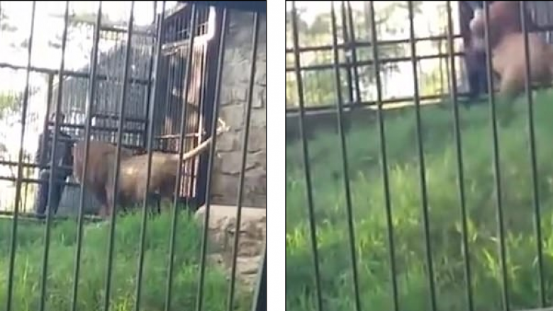 Burri i dehur tenton ta prekë luanin brenda kafazit, e pëson keq (Video, +18)