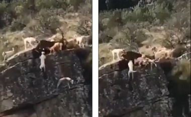 Tufa e qenve bie nga kodra e lartë shkëmbore, po ruanin drerin që gjuetari ia kishte mësyrë – reagojnë qytetarët spanjoll (Video, +18)