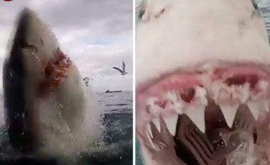 Përballja e frikshme me nofullat vdekjeprurëse të peshkaqenit (Video)