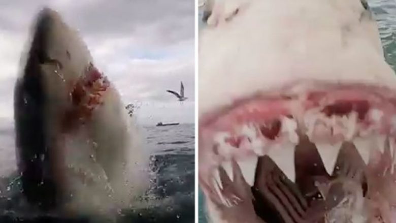 Përballja e frikshme me nofullat vdekjeprurëse të peshkaqenit (Video)