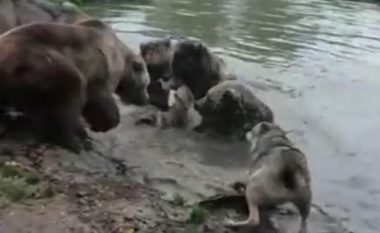 Katër arinj mbytin ujkun në kopsht zoologjik, vizitorët filmojnë momentin rrëqethës (Video, +18)
