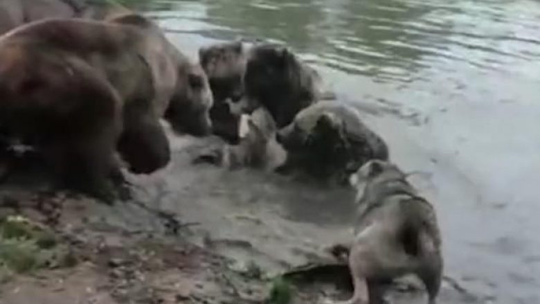 KatÃ«r arinj mbytin ujkun nÃ« kopsht zoologjik, vizitorÃ«t filmojnÃ« momentin rrÃ«qethÃ«s (Video, +18)