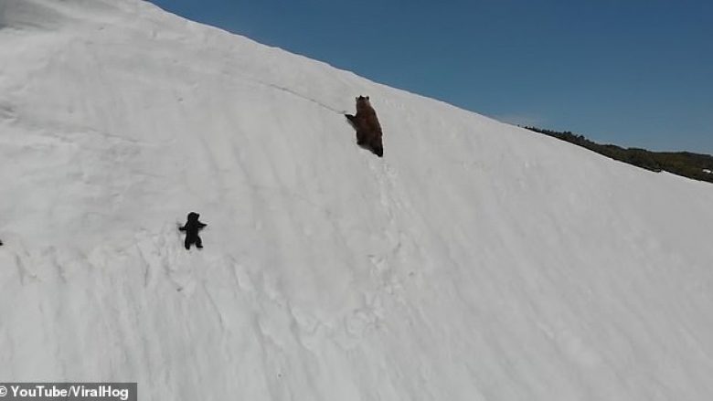 Pamjet që po bëjnë xhiron e botës, ariu i vogël mezi arrin ta ndjek të ëmën në kodrën e mbuluar me borë (Video)
