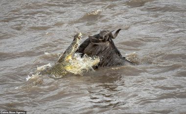 Antilopa që po kalonte lumin shpëtoi prej sulmit të krokodilit (Foto)