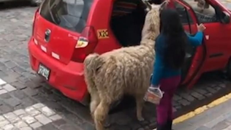 Bashkë me pasagjeret, në një taksi të vogël hyri dhe alpaca (Video)