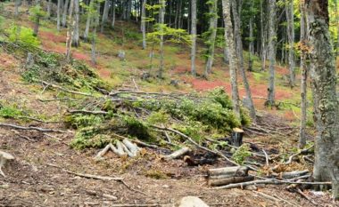 Prerja e Pyjeve të Maqedonisë, dëm prej 25 milionë euro