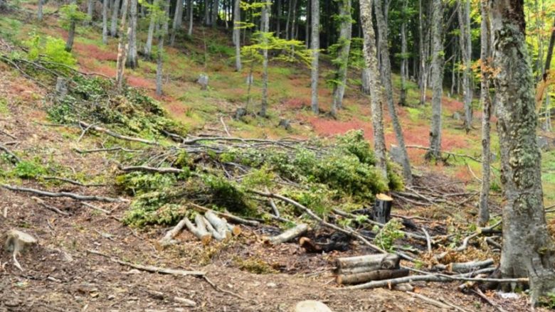 Vazhdon prerja ilegale e pyjeve në Maqedoni