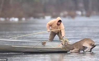 Gjuetari e shpëtoi drerin nga liqeni i ngrirë, dy ditë para se të fillonte sezoni i gjuetisë (Video)