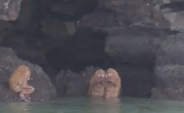 Krijesat misterioze që lëshonin zëra të çuditshëm, habitën turistët në bregdetin tajlandez (Video)