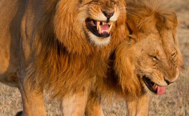 Luanët duke qeshur pasi të kenë ‘dëgjuar një barsoletë’ (Foto)