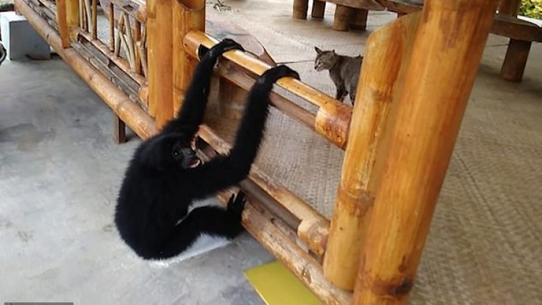 Macja e pashoqërueshme nuk donte të luante me majmunin, qesharake mënyra si i shmangej (Video)