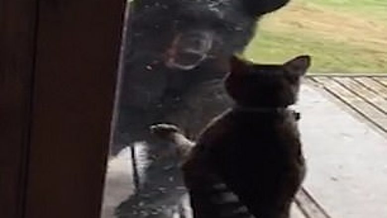 Macja e vogël frikësoi ariun masiv që u afrua te dera (Video)