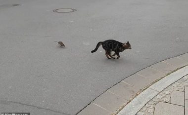 Macja nuk guxoi të lëvizte, u ndoq gjatë nga një mi këmbëngulës (Video)