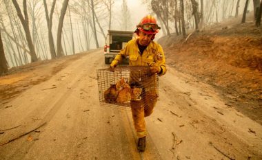 Katastrofa e zjarreve në Kaliforni, pamje që tregojnë se si e pësuan edhe kafshët (Foto)