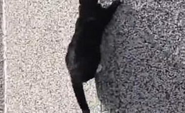 Ngjitet pa problem nëpër fasadën e shtëpisë, macja e shkathët mbetet në kulm (Video)