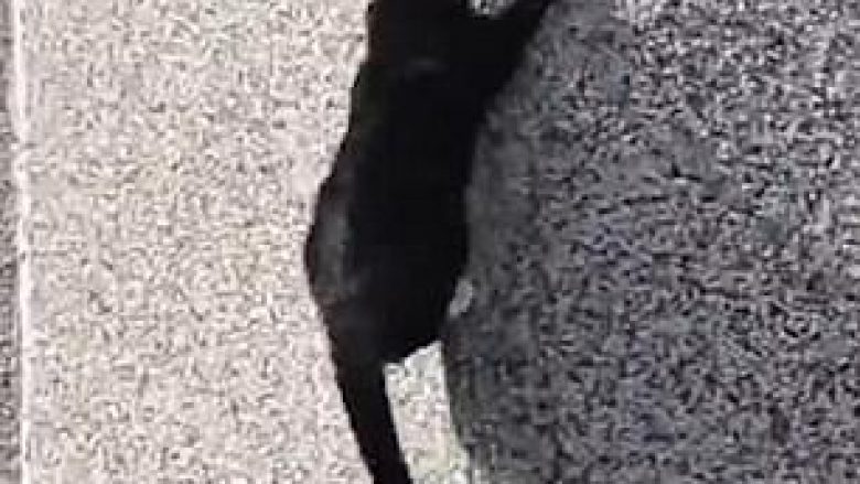Ngjitet pa problem nëpër fasadën e shtëpisë, macja e shkathët mbetet në kulm (Video)