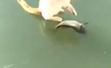 Përpjekjet qesharake të maces, për ta kapur peshkun nga sipërfaqja e ngrirë (Video)