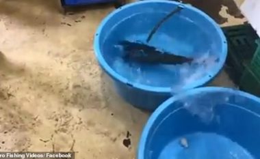 Peshku ‘kthehet në jetë’ nëpërmjet teknikës japoneze të shkrirjes së trupit (Video)